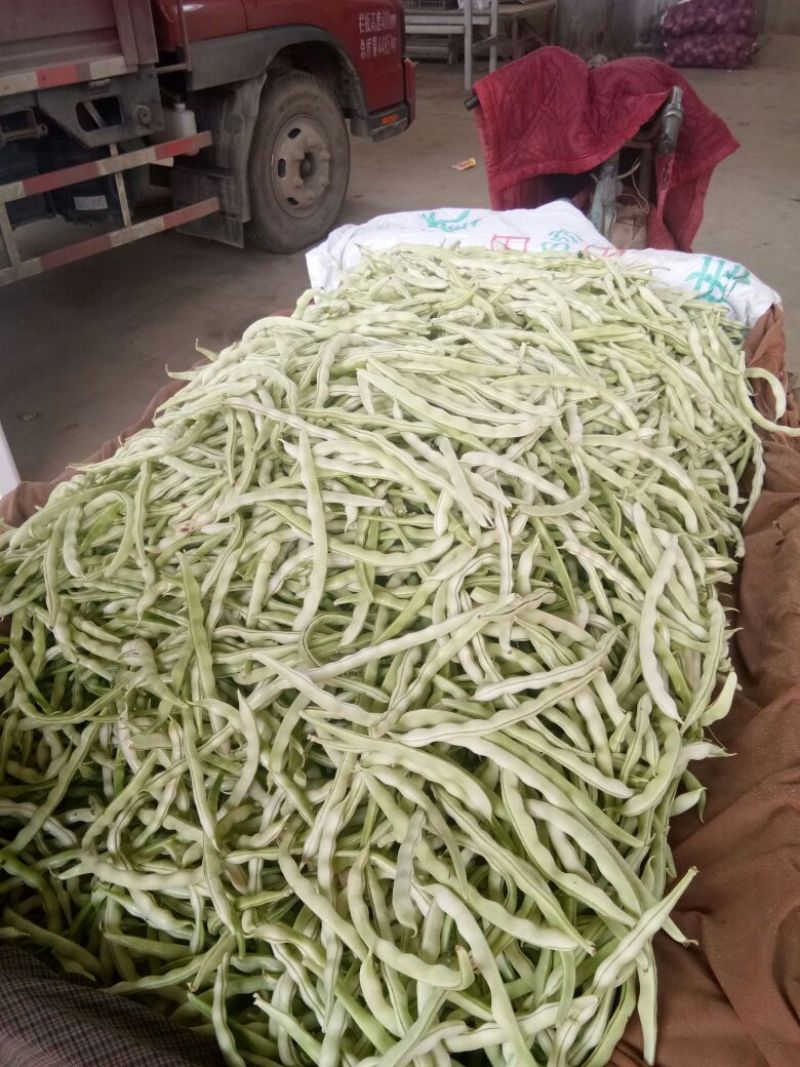 河北邯郸白不老大量上市全部都是大鹏新鲜货