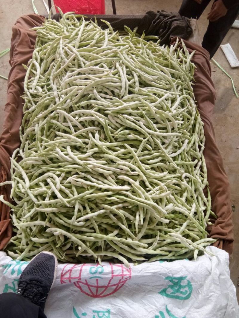 河北邯郸白不老大量上市全部都是大鹏新鲜货