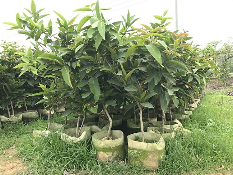 黑金刚，大叶红，黑珍珠莲雾苗