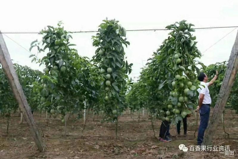 百香果柱子