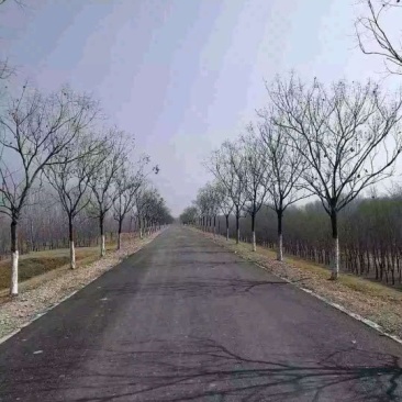 黄山栾树