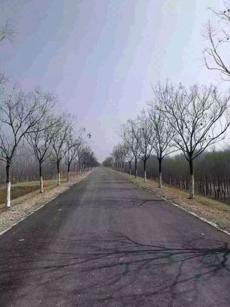 黄山栾树