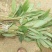 草果苗30~60公分