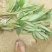 草果苗30~60公分