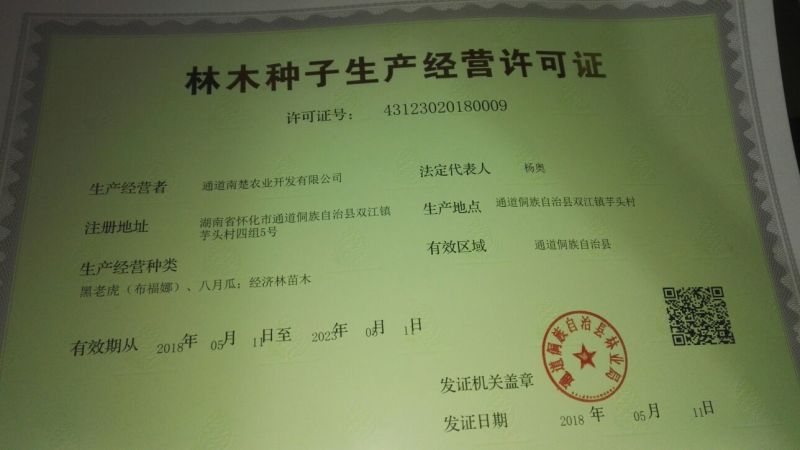 布福娜树苗50~80cm