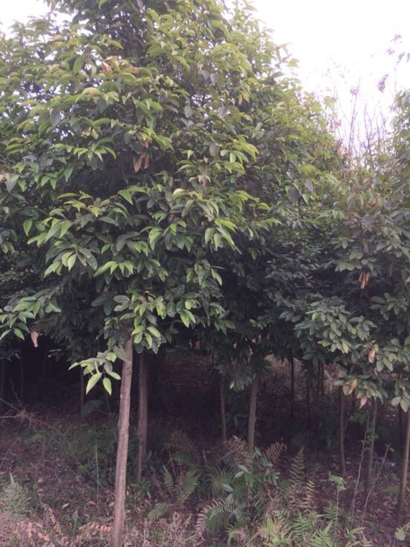 天竺桂10公分