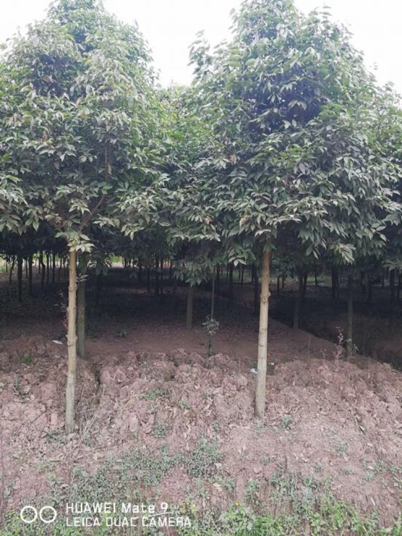 天竺桂10公分