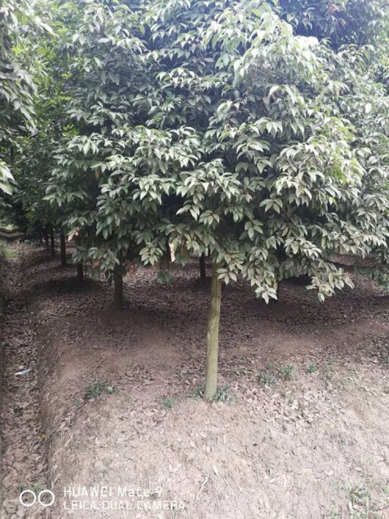 天竺桂10公分