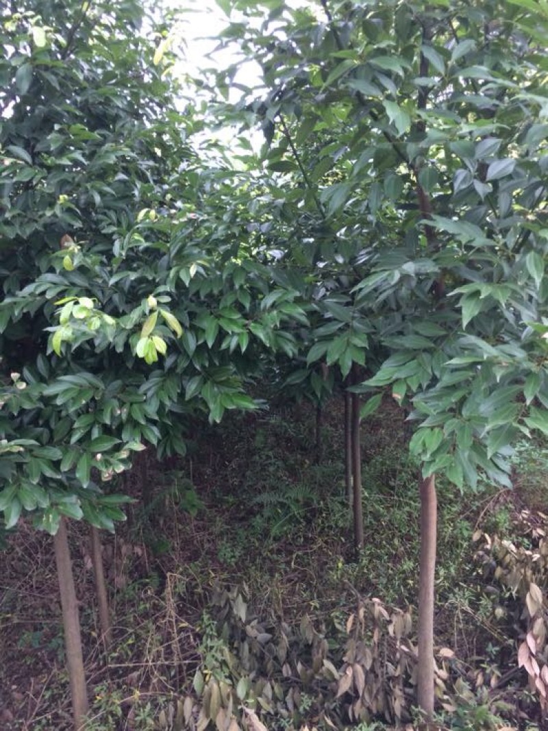 天竺桂10公分