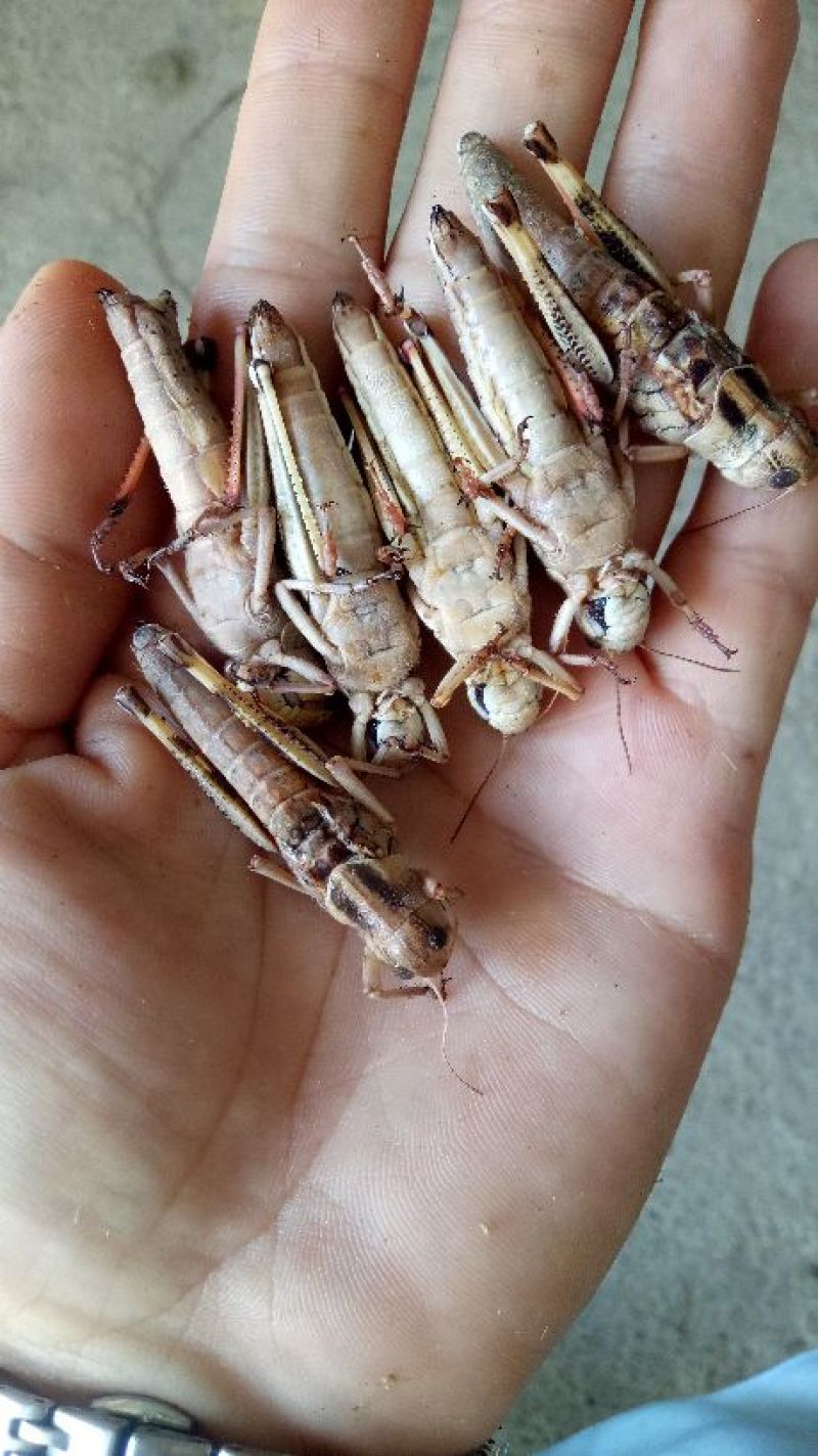 新鲜蝗虫靓货，最少订量50斤起