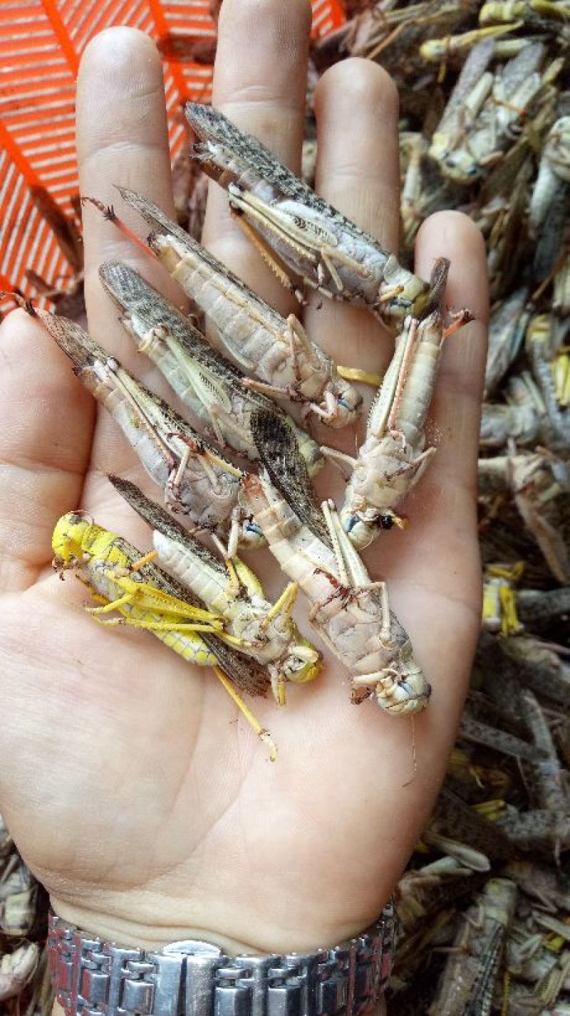 新鲜蝗虫靓货，最少订量50斤起