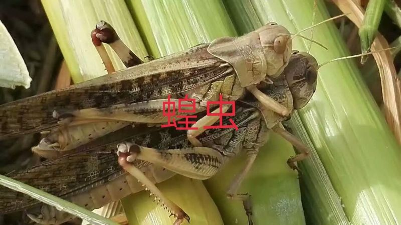 新鲜蝗虫靓货，最少订量50斤起