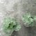 天竺葵10~20cm