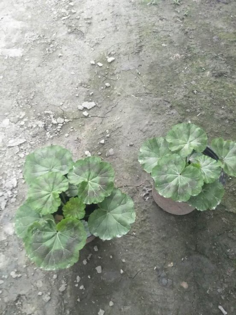 天竺葵10~20cm