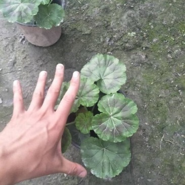 天竺葵10~20cm