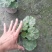 天竺葵10~20cm