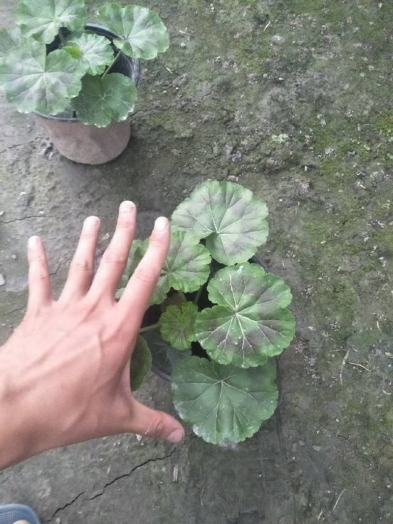 天竺葵10~20cm