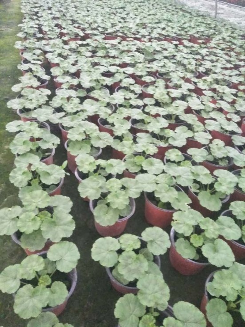 天竺葵10~20cm