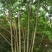 紫薇1一16公分，本苗圃大量供应