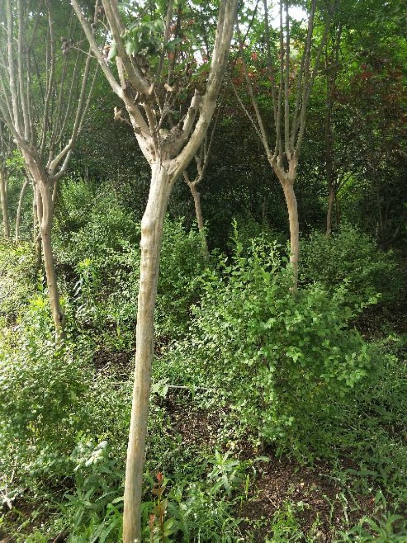 紫薇1一16公分，本苗圃大量供应