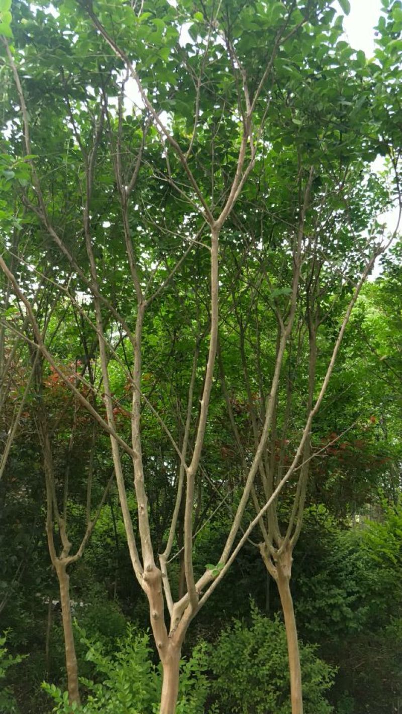紫薇1一16公分，本苗圃大量供应
