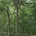 紫薇1一16公分，本苗圃大量供应