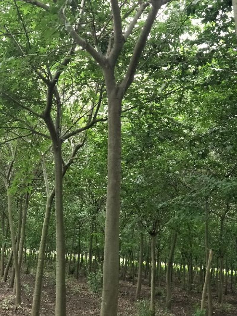 紫薇1一16公分，本苗圃大量供应