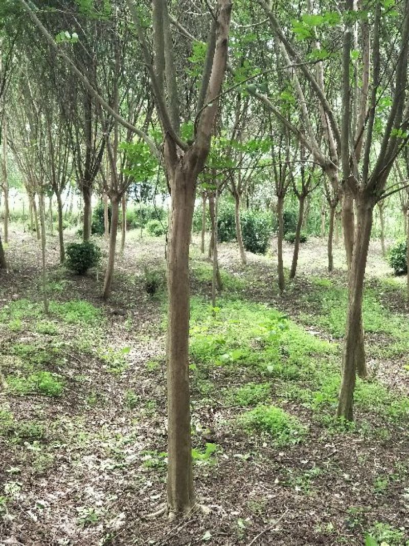 紫薇1一16公分，本苗圃大量供应