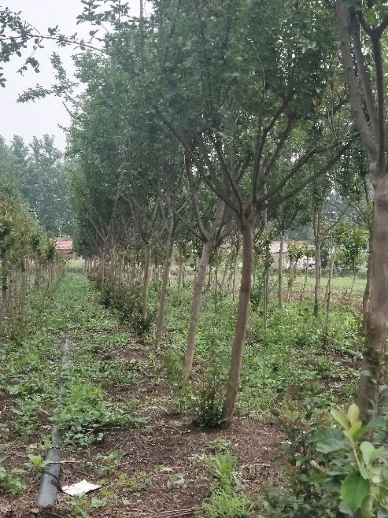 紫薇8一16公分