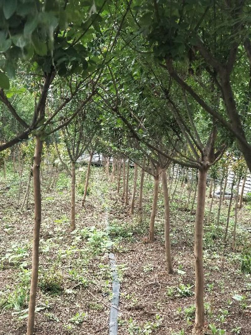 紫薇8一16公分