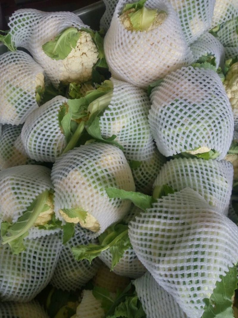 精品白花菜花