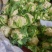 精品白花菜花