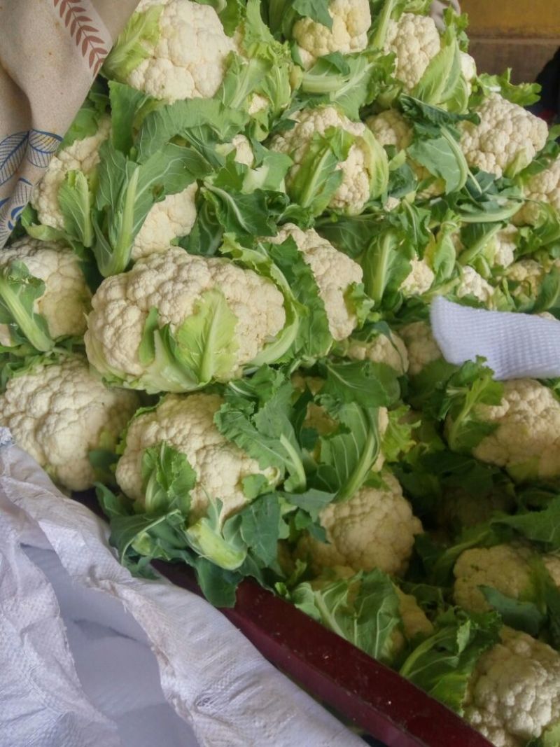 精品白花菜花