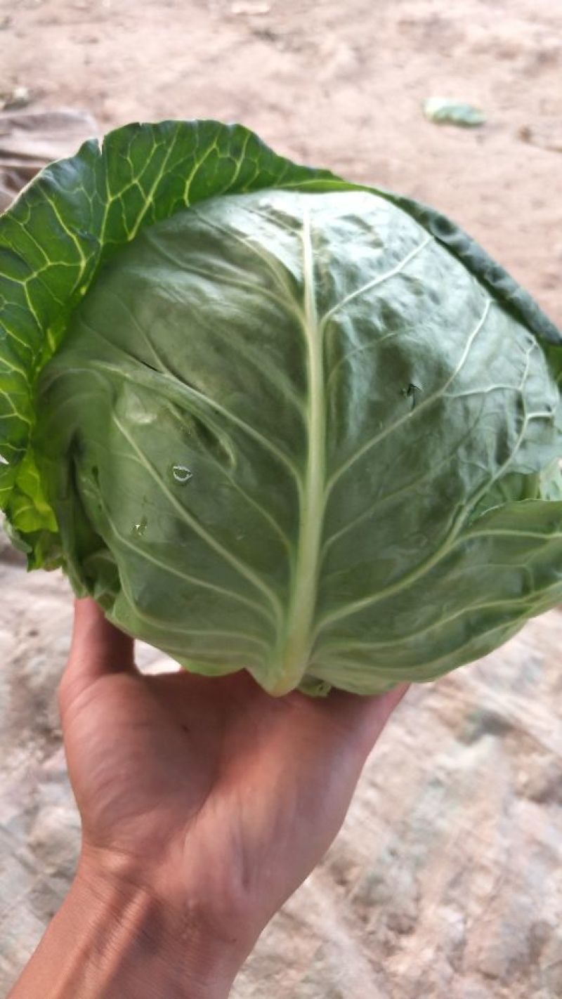 圆包菜颜色绿质量好个头均匀0.5~1公斤精品