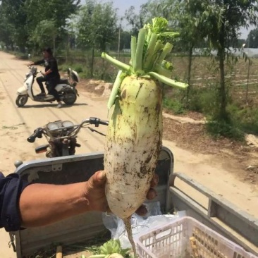 青头萝卜