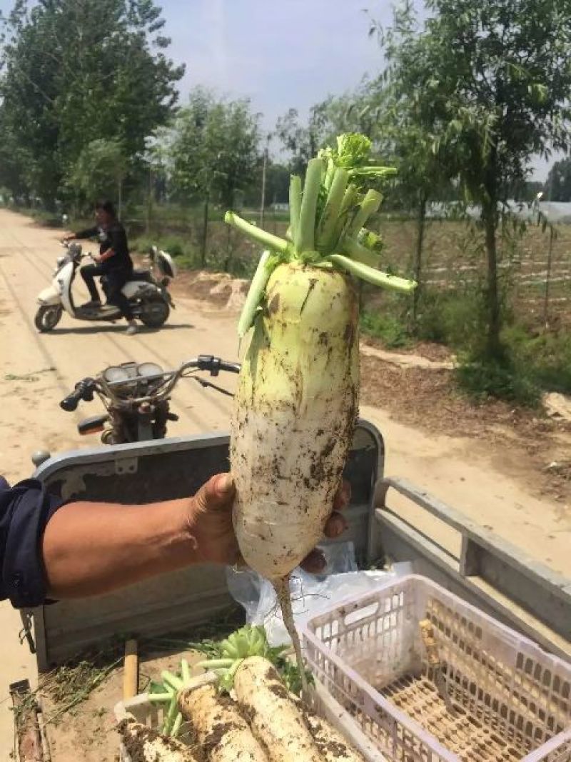 青头萝卜