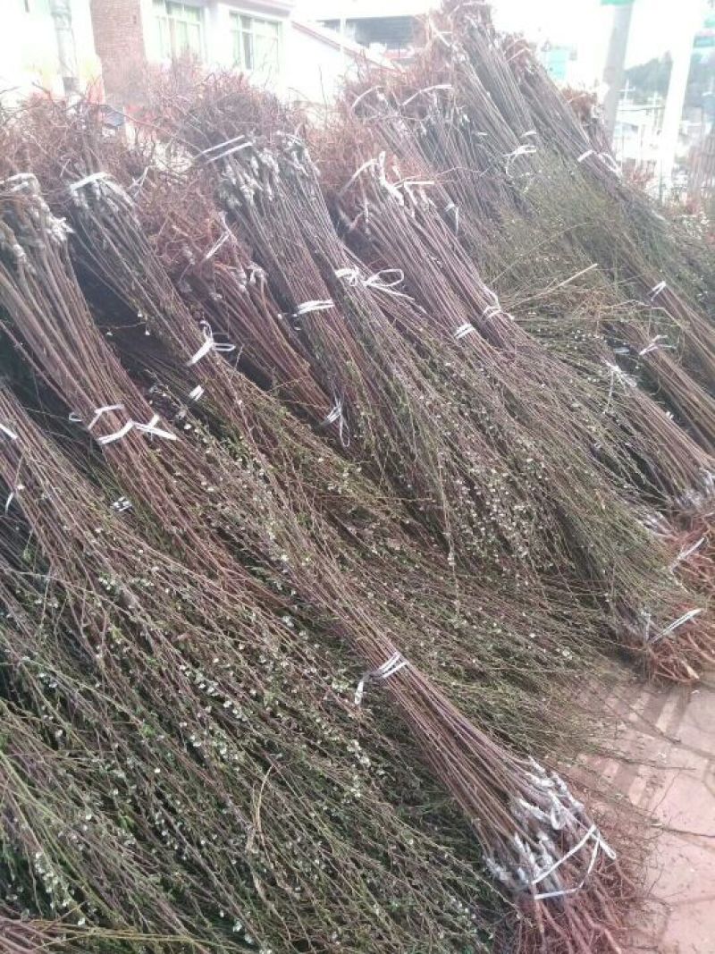 脆桃苗，嫁接桃苗，四川脆桃苗，嫁接桃树苗。
