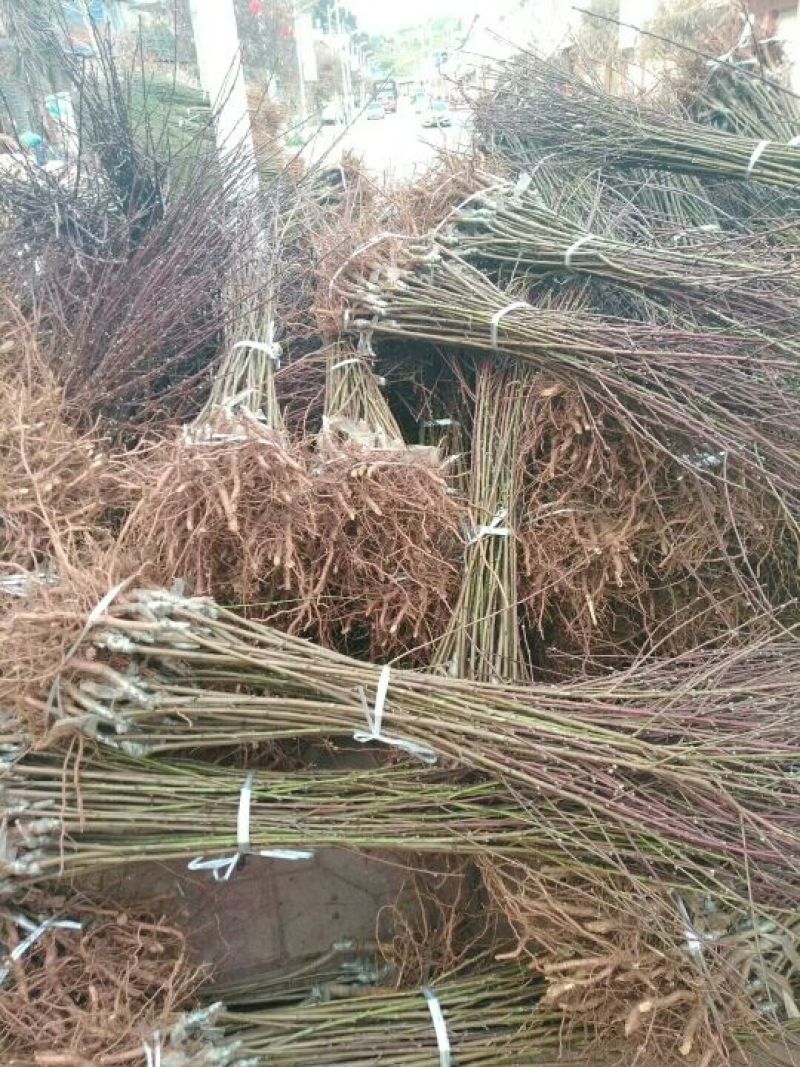 嫁接桃苗，晚24号桃树苗，基地直销，品种纯正