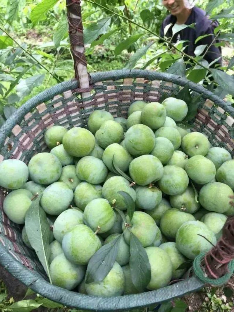 青脆李子苗，基地直销，品种纯正，提供两证一签，发票
