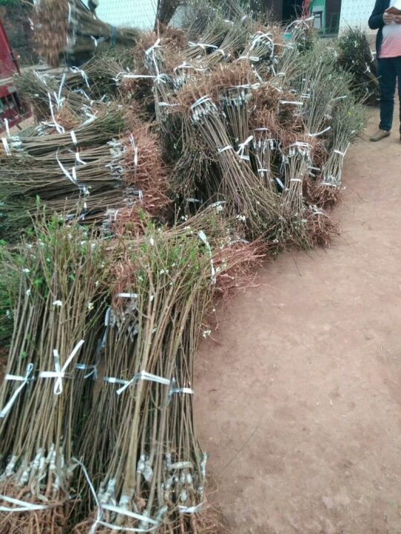脆红李子苗，翠红李子苗，晚熟李子苗，基地直销，品种纯正