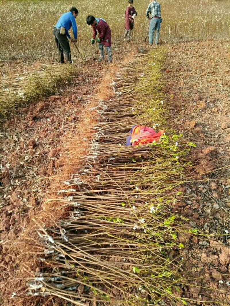 脆红李子苗，翠红李子苗，晚熟李子苗，基地直销，品种纯正
