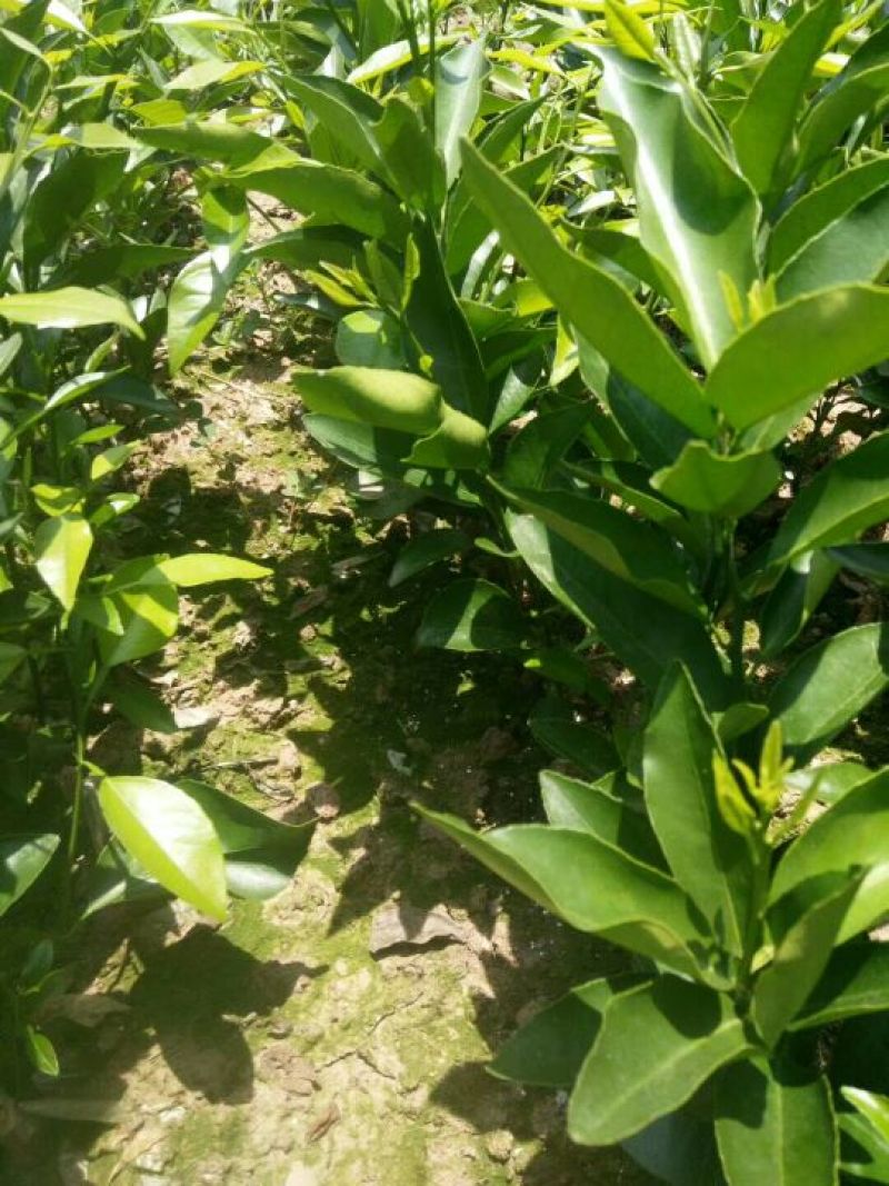 沃柑苗，沃柑苗批发基地，四川沃柑苗，叶面清秀，无病虫害