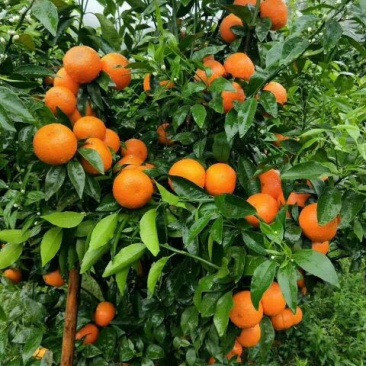 沃柑苗，沃柑苗批发基地，四川沃柑苗，叶面清秀，无病虫害