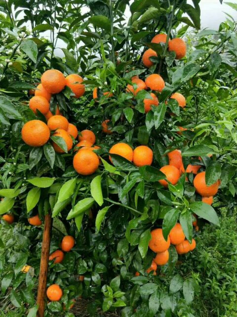 沃柑苗，沃柑苗批发基地，四川沃柑苗，叶面清秀，无病虫害