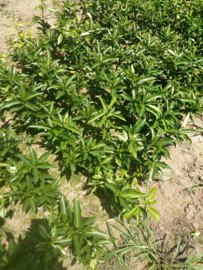 沃柑苗，沃柑苗批发基地，四川沃柑苗，叶面清秀，无病虫害