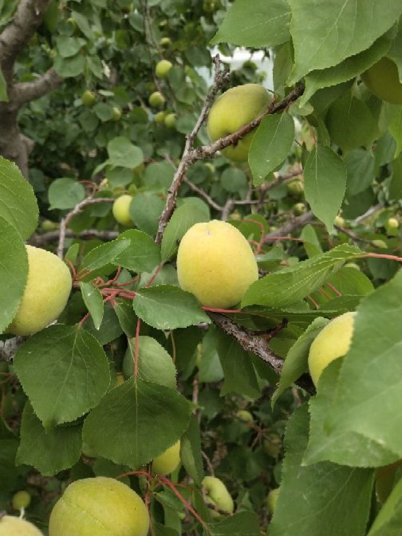 凯特杏50mm已经大量上市，质量杠杠的