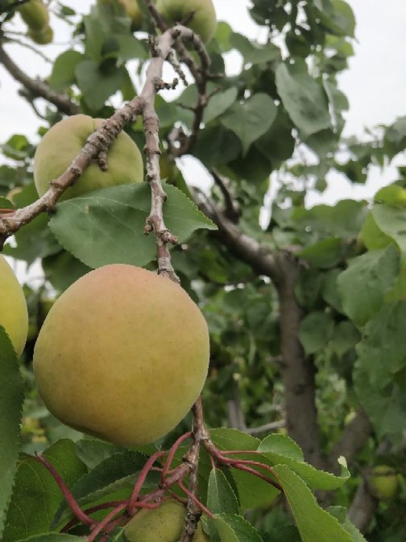 凯特杏50mm已经大量上市，质量杠杠的