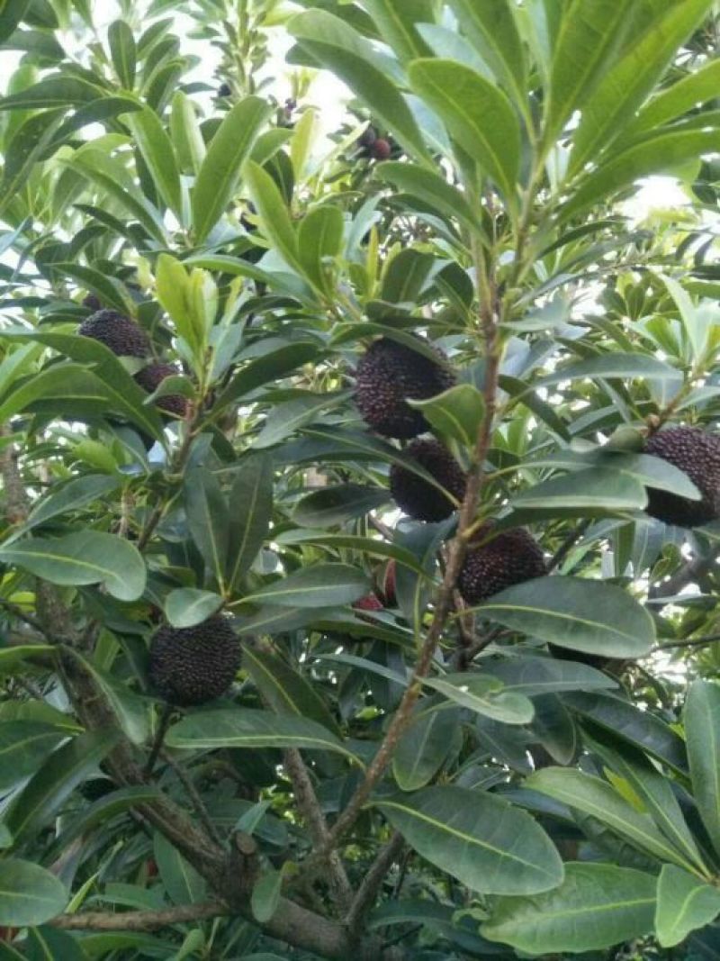 东魁杨梅3~4cm