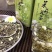 茉莉花茶高档浓香型花茶250克×2罐/件现货包邮