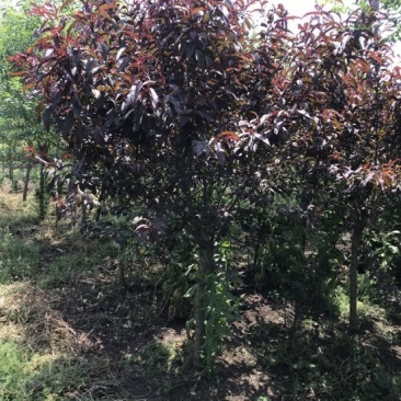 紫叶碧桃4~6cm2.5~3米